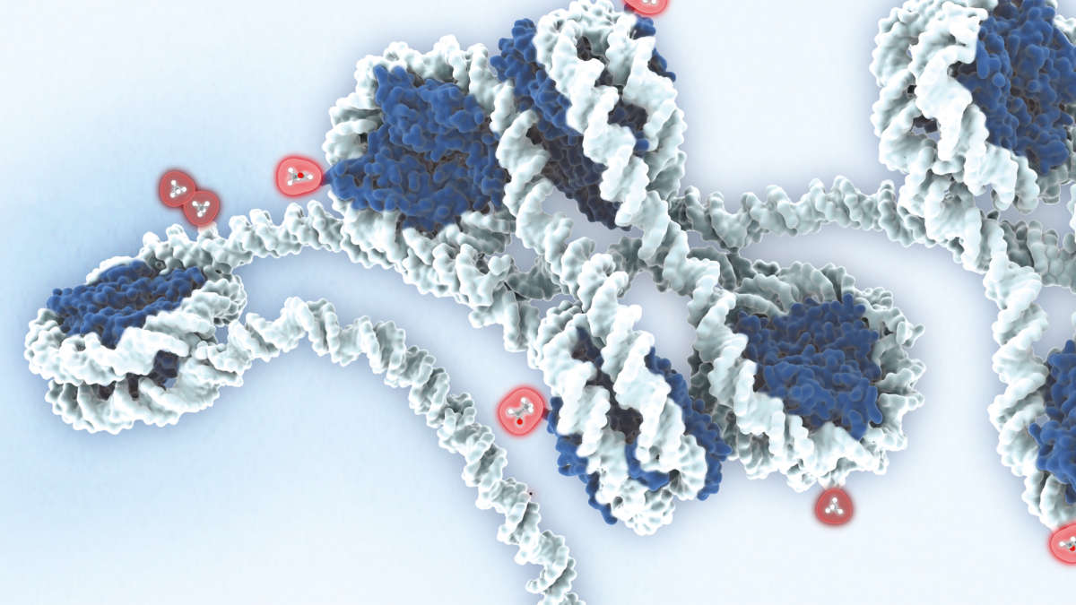 Epigenetic